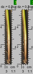 Carex spicata (turzyca ściśniona)