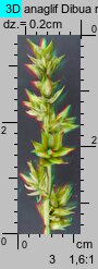 Carex spicata (turzyca ściśniona)