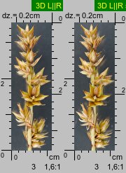 Carex spicata (turzyca ściśniona)