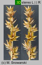 Carex spicata (turzyca ściśniona)