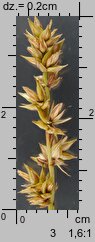 Carex spicata (turzyca ściśniona)