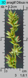 Carex spicata (turzyca ściśniona)