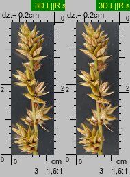 Carex spicata (turzyca ściśniona)