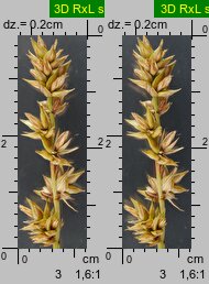 Carex spicata (turzyca ściśniona)