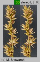 Carex spicata (turzyca ściśniona)