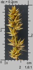 Carex spicata (turzyca ściśniona)