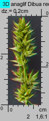 Carex spicata (turzyca ściśniona)