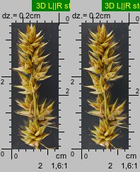 Carex spicata (turzyca ściśniona)
