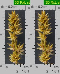 Carex spicata (turzyca ściśniona)