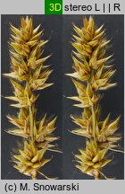 Carex spicata (turzyca ściśniona)