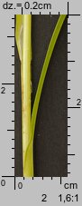 Carex spicata (turzyca ściśniona)