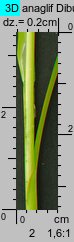Carex spicata (turzyca ściśniona)