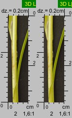 Carex spicata (turzyca ściśniona)