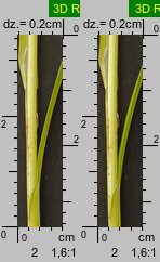 Carex spicata (turzyca ściśniona)