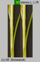 Carex spicata (turzyca ściśniona)