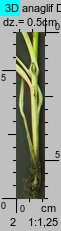 Carex spicata (turzyca ściśniona)