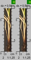 Carex spicata (turzyca ściśniona)