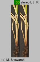 Carex spicata (turzyca ściśniona)