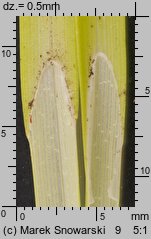 Carex spicata (turzyca ściśniona)