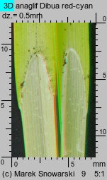 Carex spicata (turzyca ściśniona)