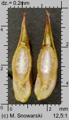 Carex spicata (turzyca ściśniona)