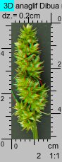 Carex cuprina (turzyca nibylisia)