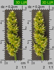 Carex cuprina (turzyca nibylisia)