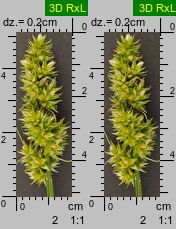 Carex cuprina (turzyca nibylisia)