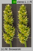 Carex cuprina (turzyca nibylisia)
