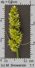 Carex cuprina (turzyca nibylisia)