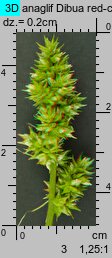 Carex cuprina (turzyca nibylisia)