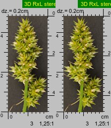 Carex cuprina (turzyca nibylisia)