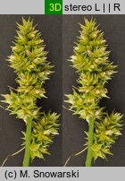 Carex cuprina (turzyca nibylisia)