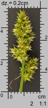 Carex cuprina (turzyca nibylisia)