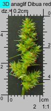 Carex cuprina (turzyca nibylisia)