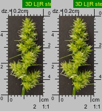 Carex cuprina (turzyca nibylisia)