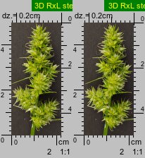 Carex cuprina (turzyca nibylisia)