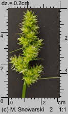 Carex cuprina (turzyca nibylisia)