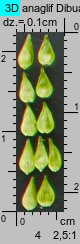 Carex cuprina (turzyca nibylisia)