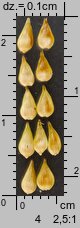 Carex cuprina (turzyca nibylisia)