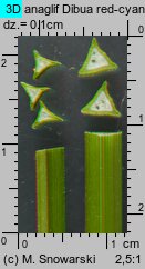 Carex cuprina (turzyca nibylisia)