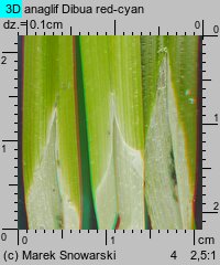 Carex cuprina (turzyca nibylisia)