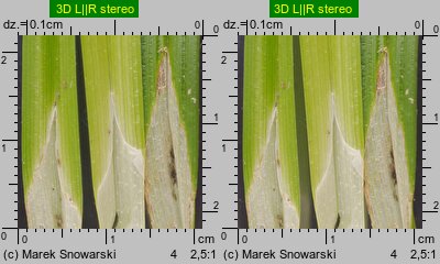 Carex cuprina (turzyca nibylisia)