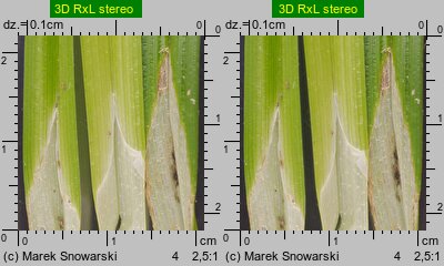 Carex cuprina (turzyca nibylisia)