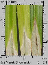 Carex cuprina (turzyca nibylisia)