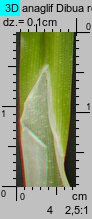 Carex cuprina (turzyca nibylisia)