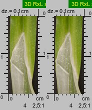 Carex cuprina (turzyca nibylisia)