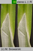 Carex cuprina (turzyca nibylisia)
