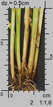 Carex cuprina (turzyca nibylisia)