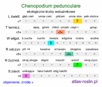 ekologiczne liczby wskaźnikowe Chenopodium pedunculare (komosa szypułowa)